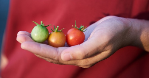Mano de mujer sosteniendo tres tomates cherry